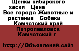 Щенки сибирского хаски › Цена ­ 12 000 - Все города Животные и растения » Собаки   . Камчатский край,Петропавловск-Камчатский г.